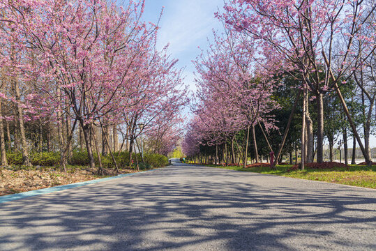 櫻花大道