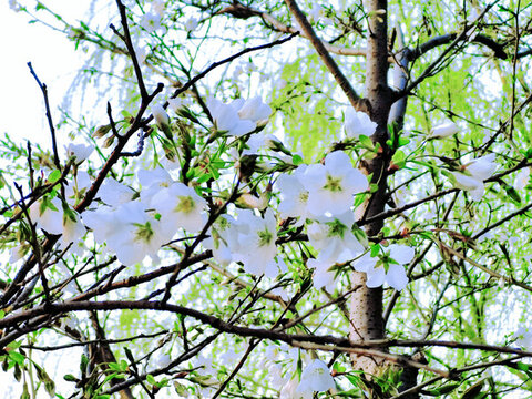 櫻花