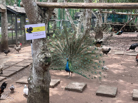西雙版納熱帶植物園的孔雀和火雞等動(dòng)物