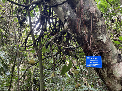 西雙版納熱帶植物園里的木瓜榕樹