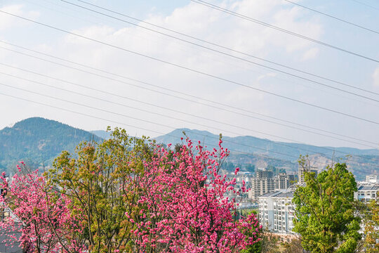 綠樹(shù)紅花昆明街道綠化