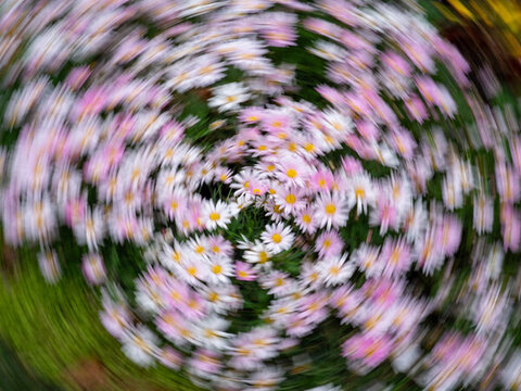 野外草莓熊開花植物的高角度觀察