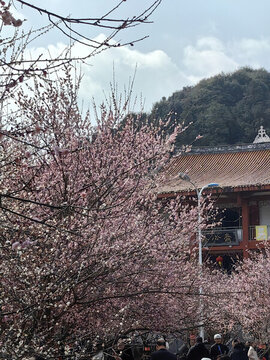 林陽寺梅花