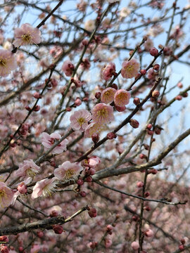 林陽寺梅花