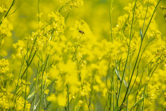 油菜花