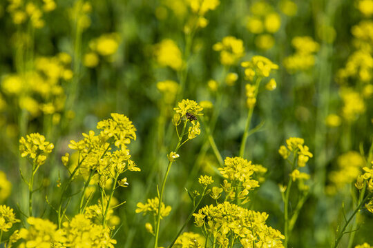 蘇州西山烏峰頂油菜花田