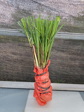 香茅草菜苗