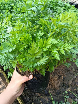 川芎菜苗
