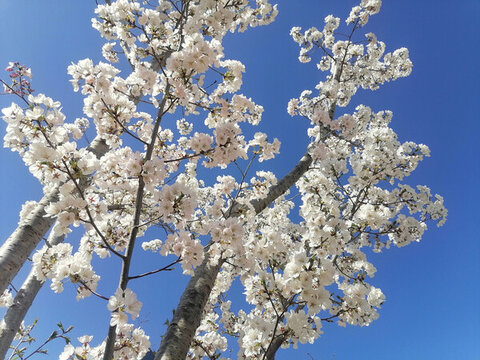 櫻花