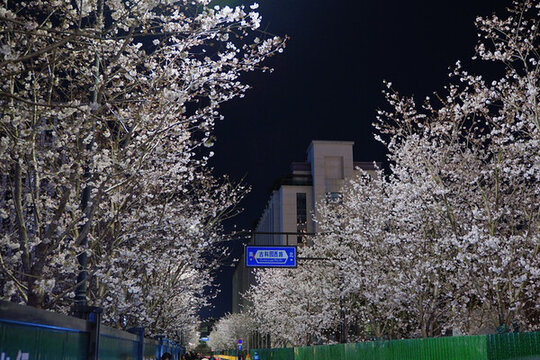 杭州城市夜景天目里夜櫻花