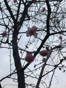 梅花開