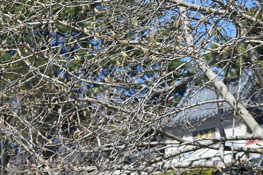 湛山寺的玉蘭花