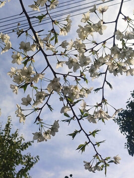 櫻花