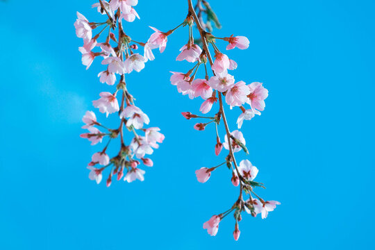 櫻花