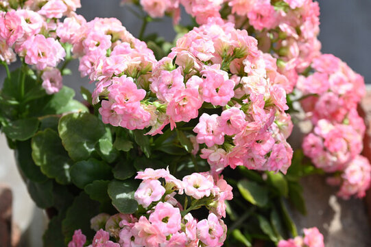 陽(yáng)光下的鮮花