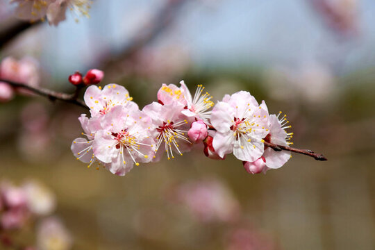 桃花