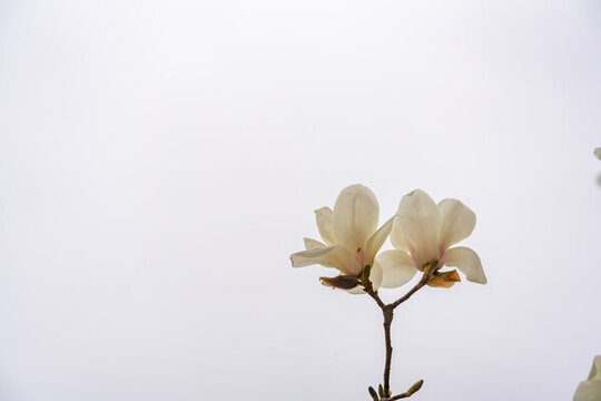 盛開的玉蘭花