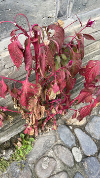 景德鎮(zhèn)的花草