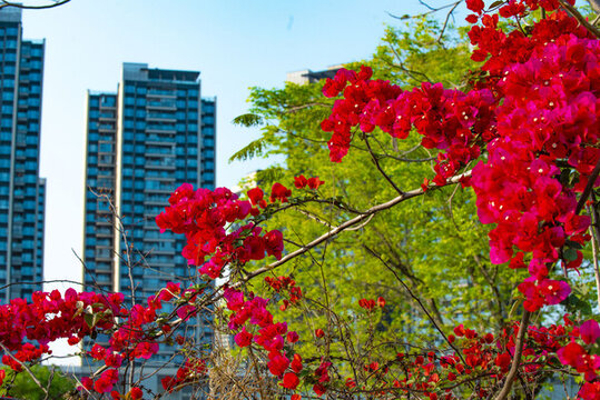 鮮紅的勒杜鵑