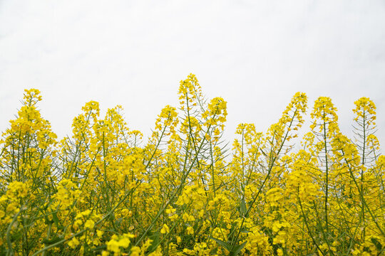 四川成都環(huán)城生態(tài)區(qū)的油菜花