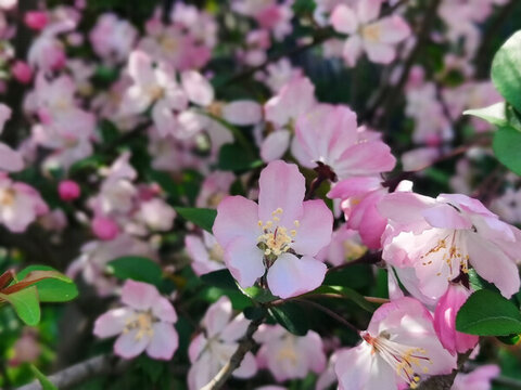 海棠花開