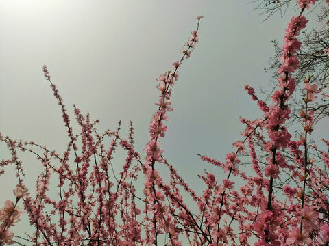 桃花花枝