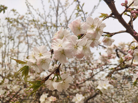 櫻花