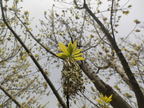 樹葉枝葉梣葉槭