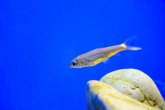 赤眼鱒魚(yú)