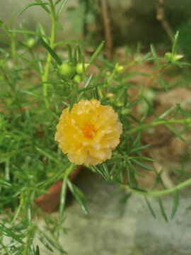 黃色重瓣太陽花