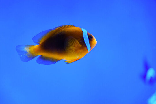 海底世界小丑魚