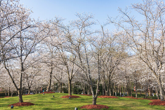 顧村公園櫻花林