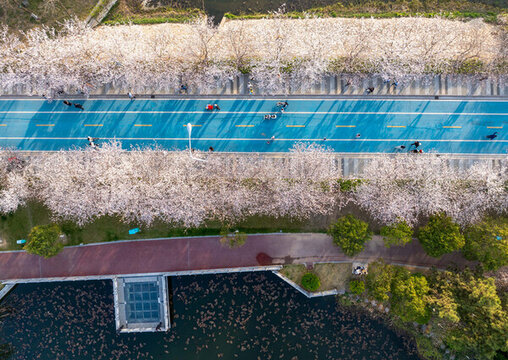 櫻花盛開的城市公園風光