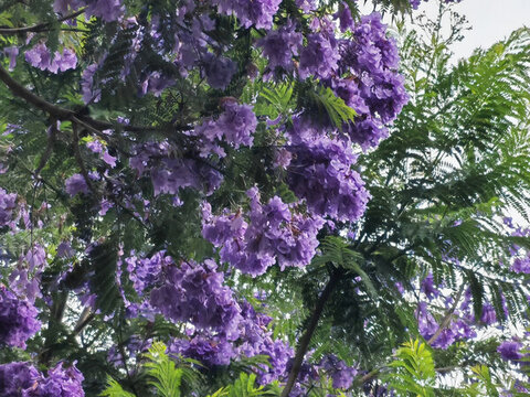 藍花楹