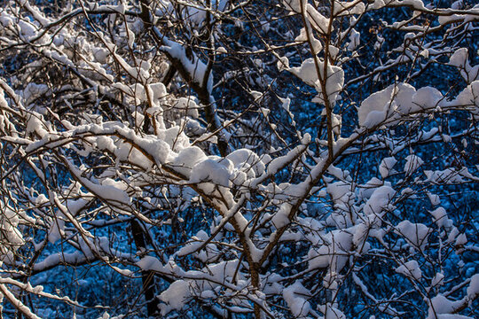 雪景