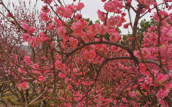 梅花