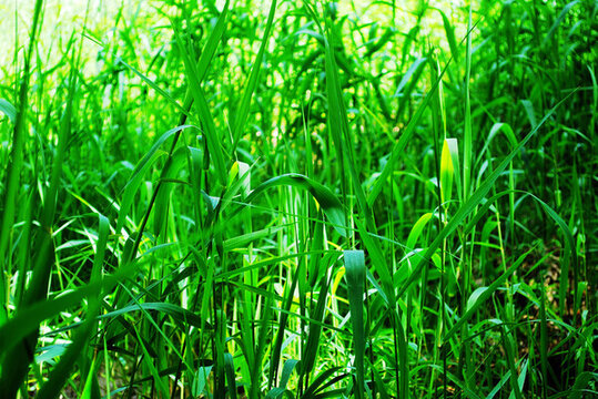野草
