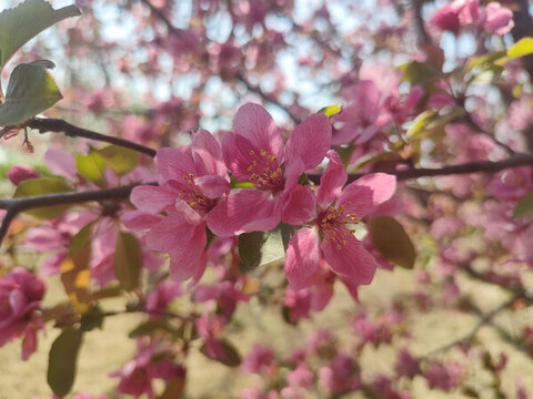 海棠花