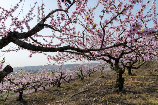 桃花桃園