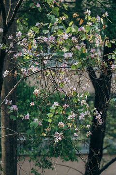粉花滿枝春日樹景