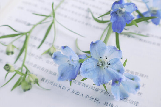 小飛燕千鳥(niǎo)草藍(lán)色的花