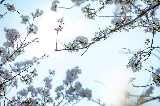 櫻花