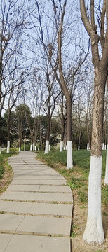 公園小道林中小道林蔭道清幽小道