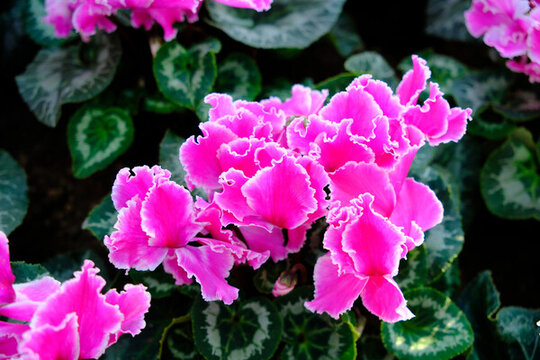 仙客來(lái)花