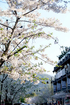都江堰櫻花