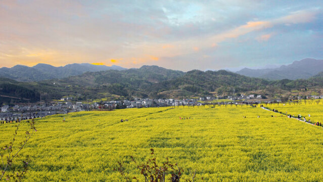 蔣家堰敖家壩油菜花盛開
