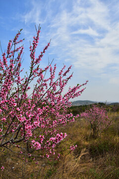 桃花開(kāi)