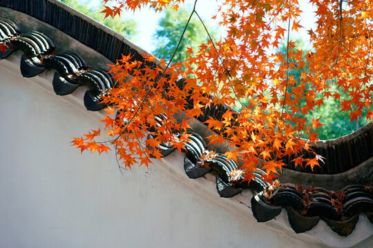園林白墻黛瓦下的紅楓葉