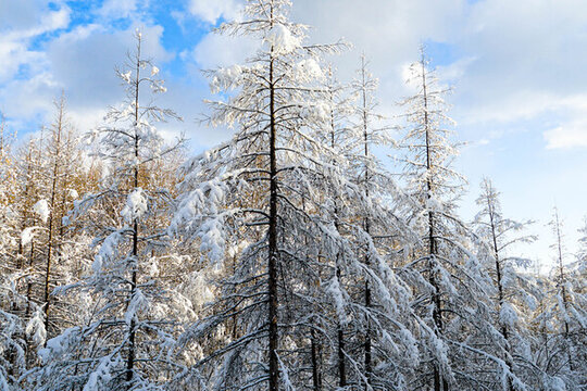 雪后樹林