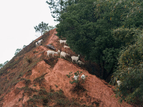 山坡上的羊